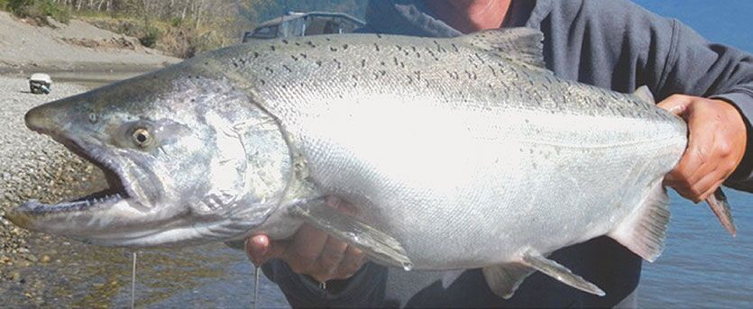Chinook