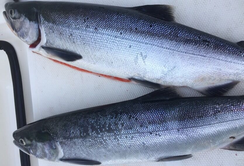 2sockeye