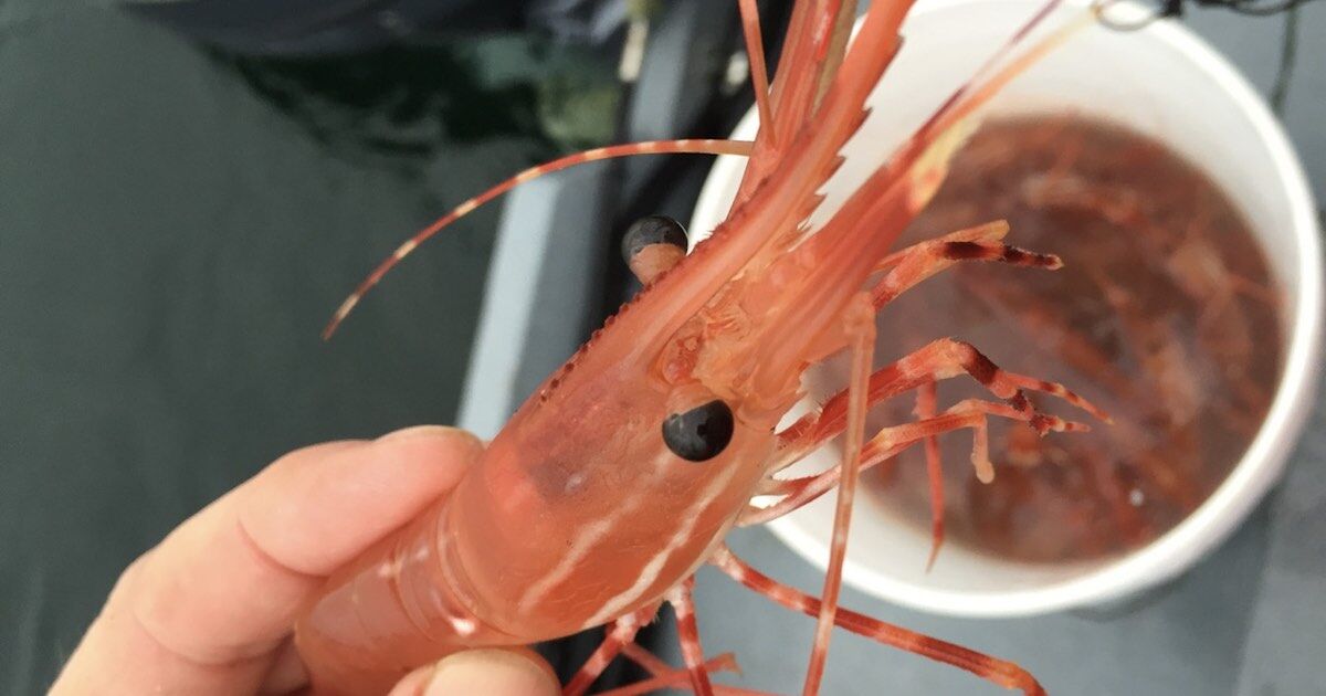 BC Spot Prawns