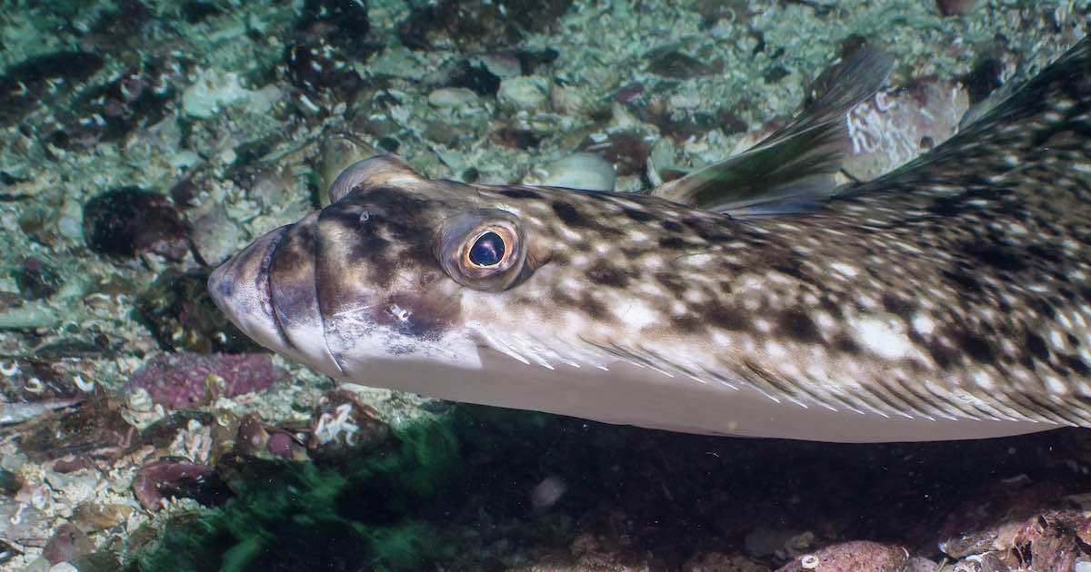 Pacific Halibut