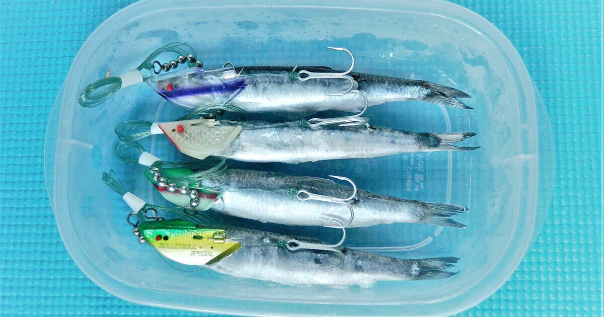 pre_rrigged_anchovy_in_tupperware