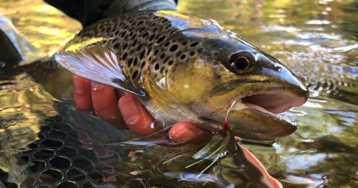 Vancouver Island brown trout on a local fly