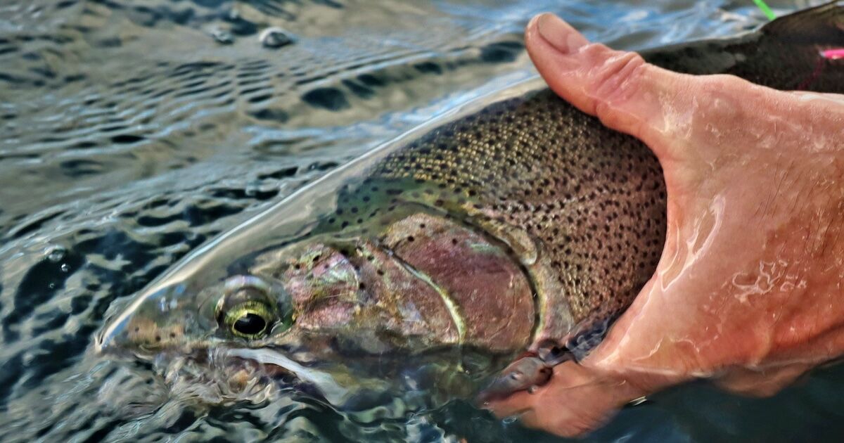 A very large and newly tagged cutthroat pushing 5 lbs Mike McCulloch with the Province of BC