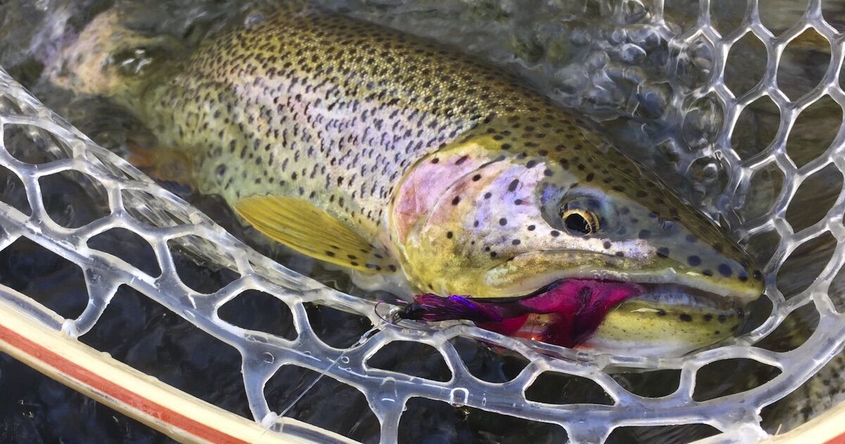 Cutthroat trout closeup picture