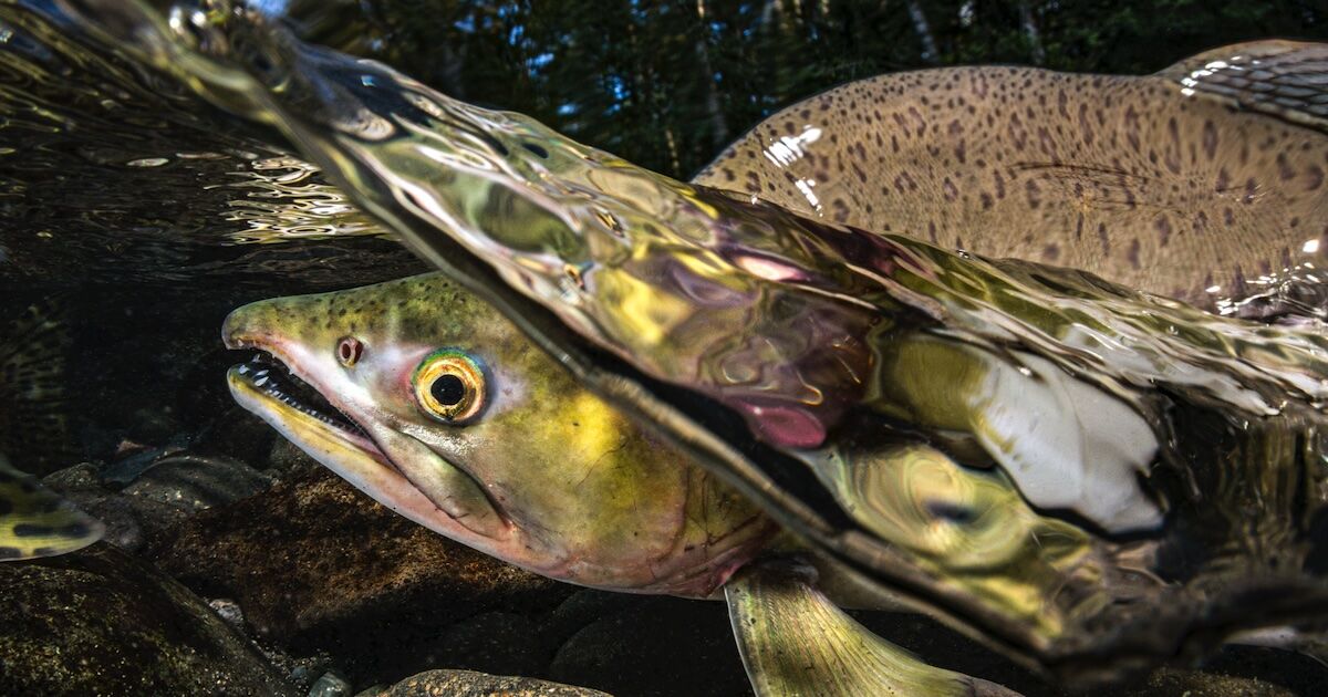 Male Humpy Pink Salmon in the Quinsam River near Campbell River BC Eiko Jones Photography