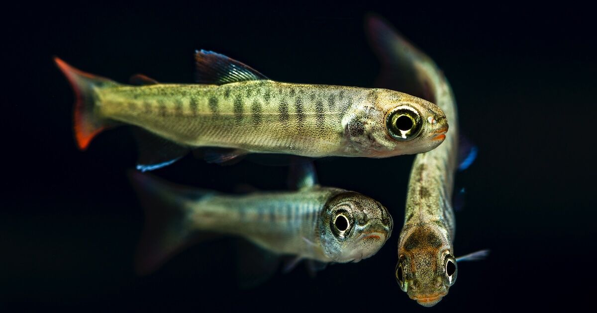 coho salmon fry oncorhynchus kisutch 12 Eiko Jones Photography