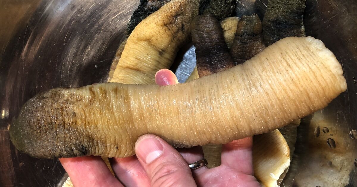 Raw geoduck neck held in a hand, showcasing its elongated, smooth texture and natural coloration.