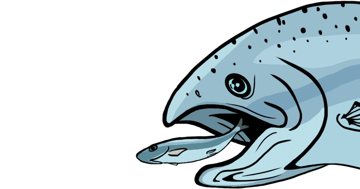 Illustration of a salmon with its mouth open, capturing a smaller fish, showcasing the natural feeding behavior of salmon.