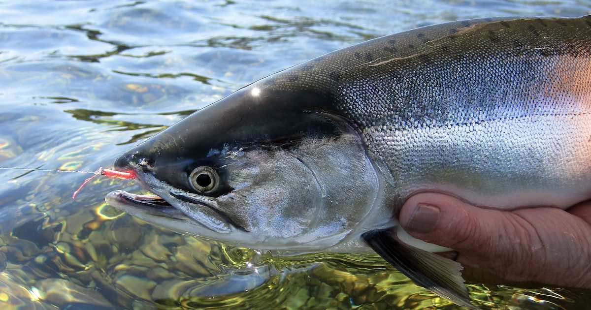 Catching Pink Salmon