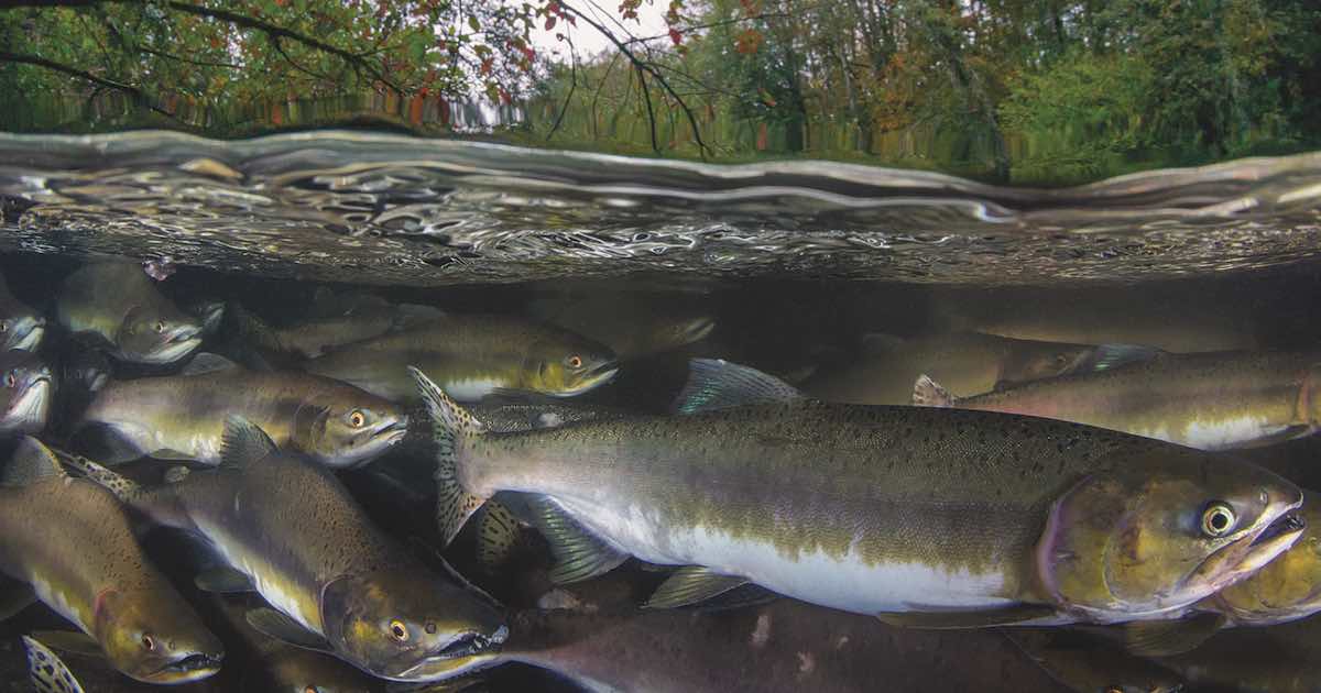 Pink Salmon