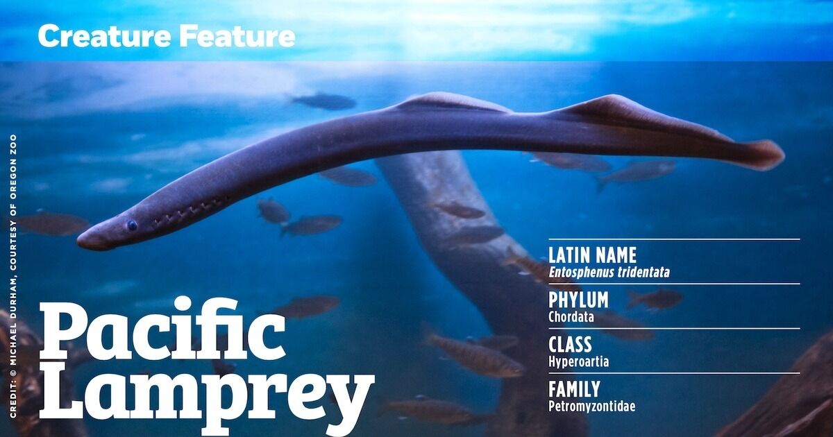Pacific Lamprey