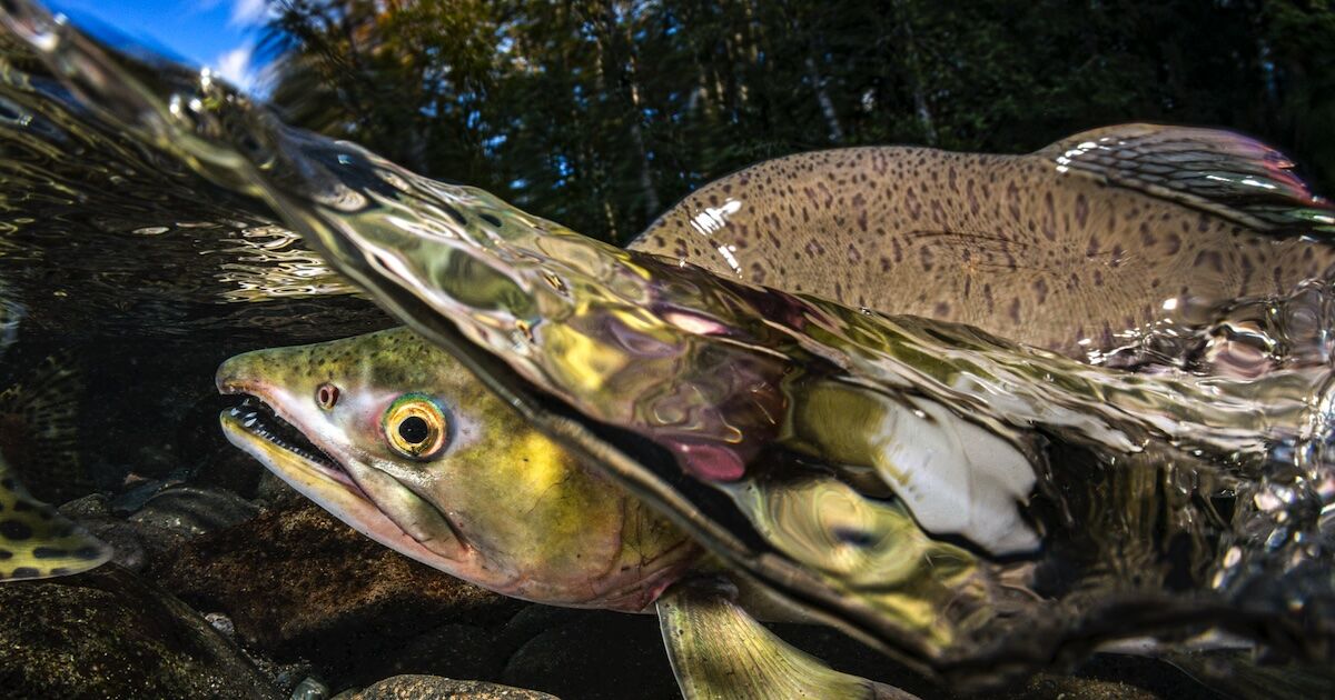 Pink Salmon Eiko Jones Photography