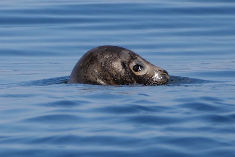 Seal
