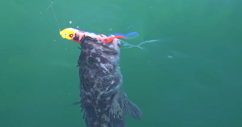 Lingcod hits a Glow Delta Power Paddle Lingcod hits a Glow Delta Power Paddle
