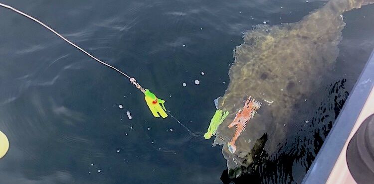 hali catch