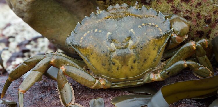 Carcinus maenas