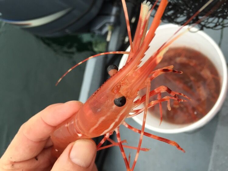 prawn