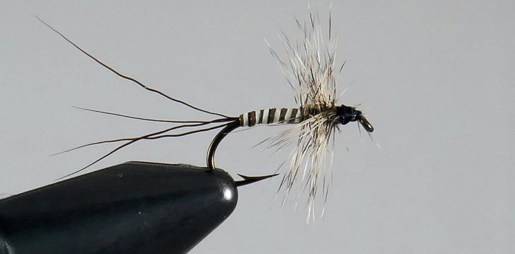 Mosquito-in-vice–750×370