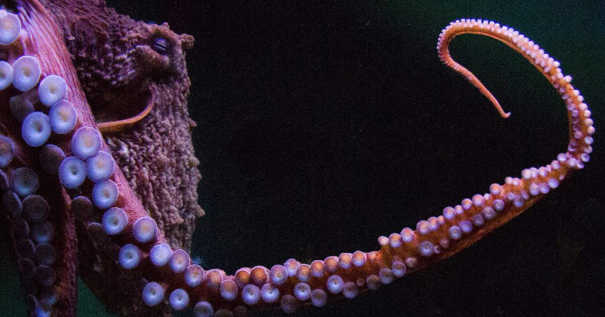 Giant Pacific Octopus