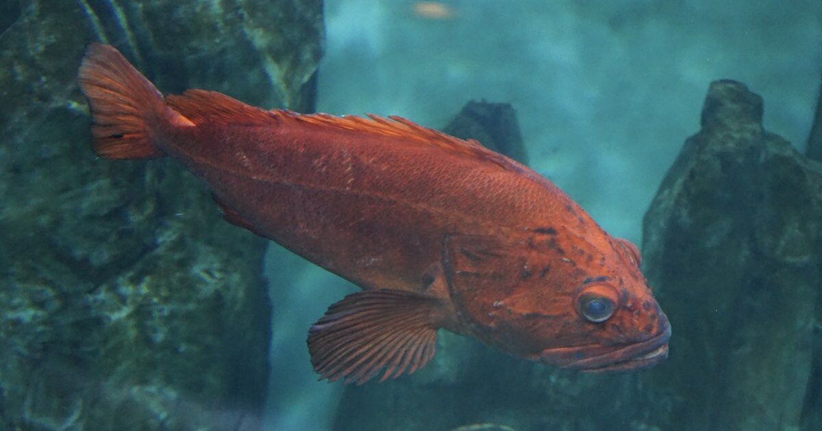 Yelloweye rockfish swimming