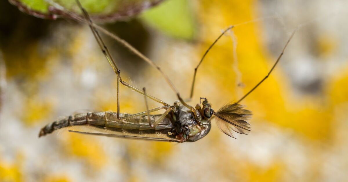 Non-biting,Midge,(chironomid),Trapped,In,Web