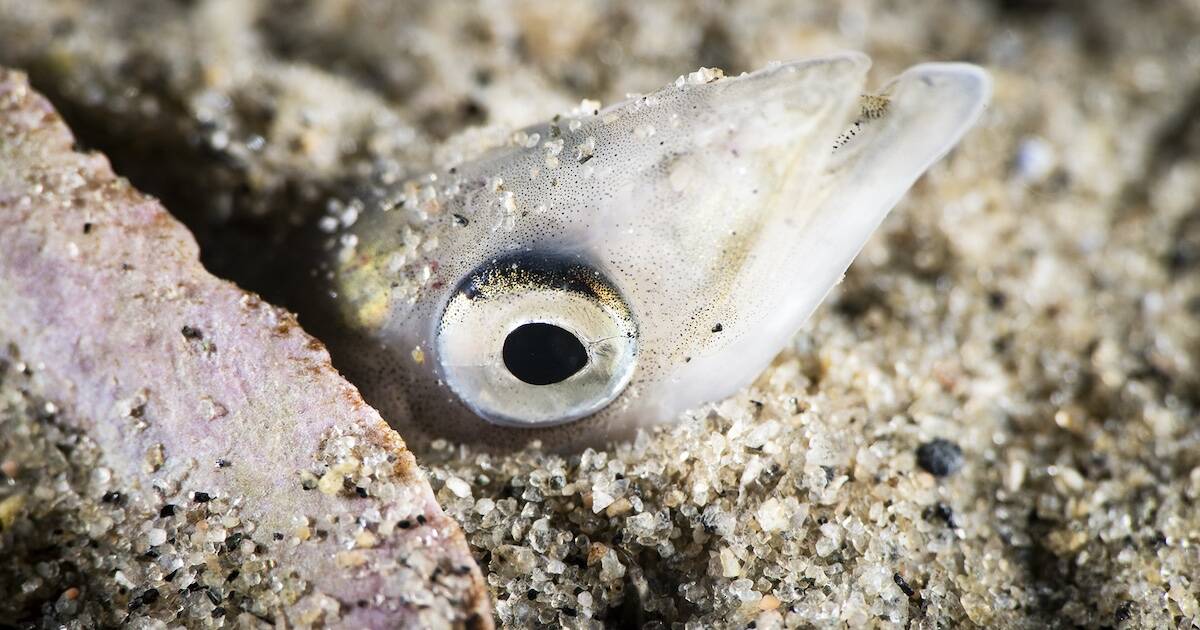 Sand lance closeup