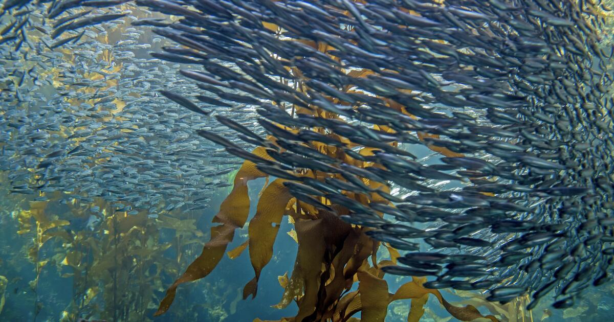 Large anchovy school