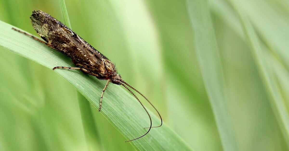 caddis