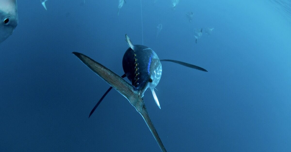An albacore tuna takes the bait
