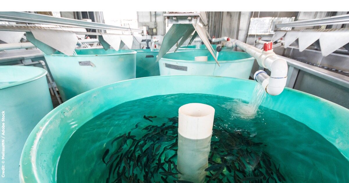 Salmon Hatchery