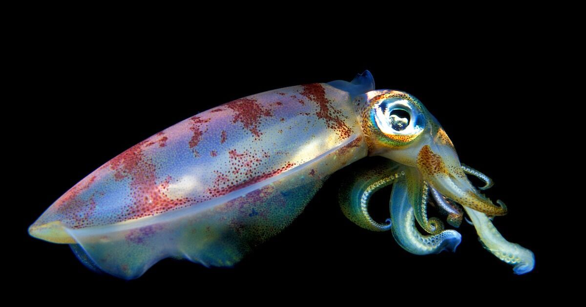 Squid