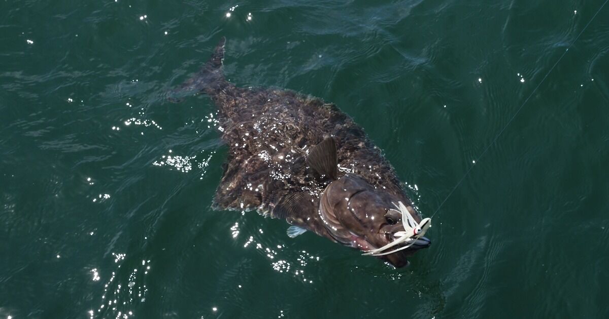 Halibut Fishing on Anchor