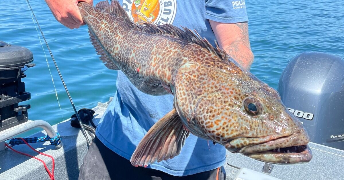 Lingcod