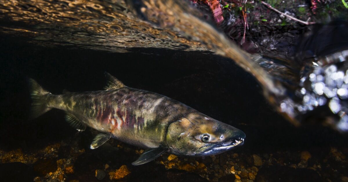 Chum salmon underwater(Photo: Eiko Jones)