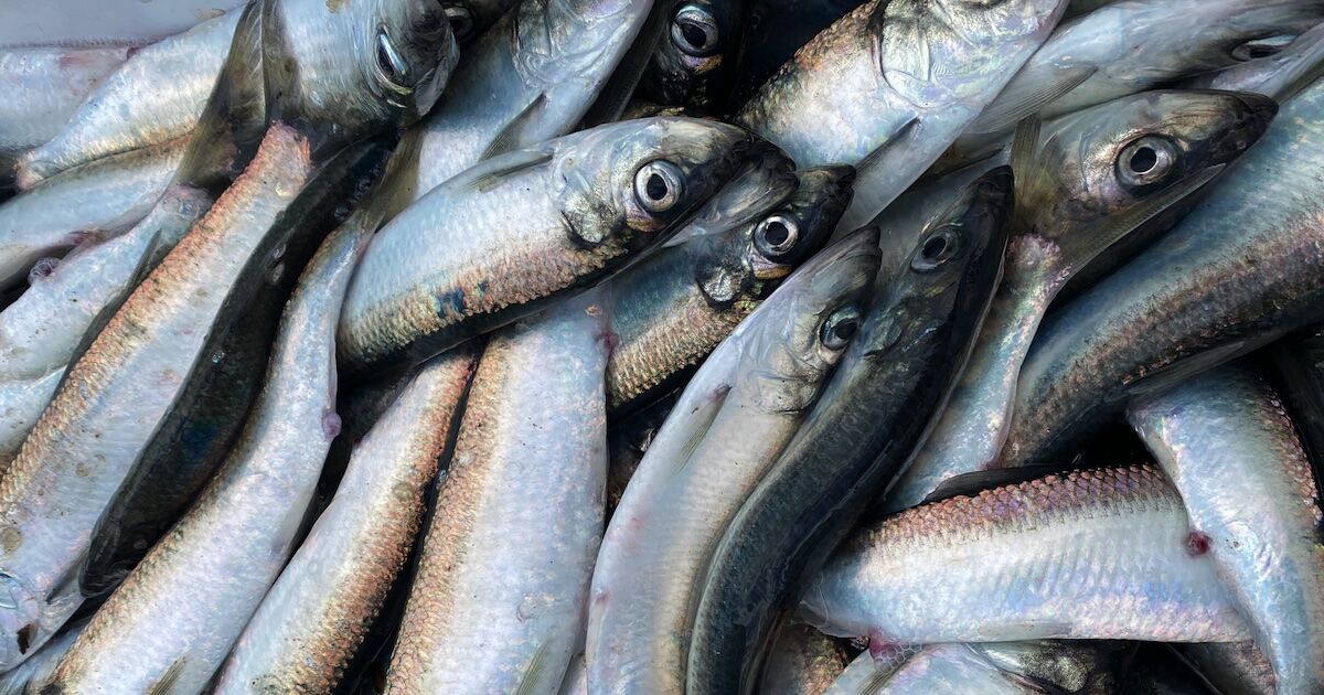Vancouver Island herring